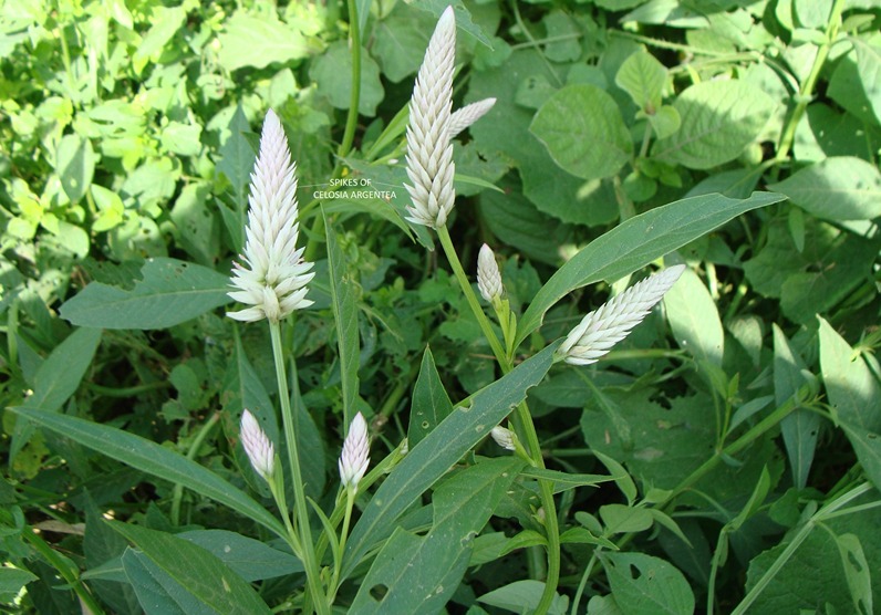 Celosia argentea